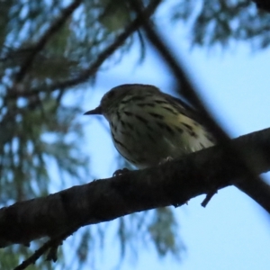 Pyrrholaemus sagittatus at Red Hill, ACT - 26 Mar 2023