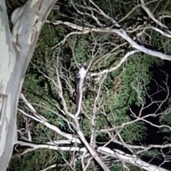 Petauroides volans (Greater Glider) at Northangera, NSW - 25 Mar 2023 by RichardMilner