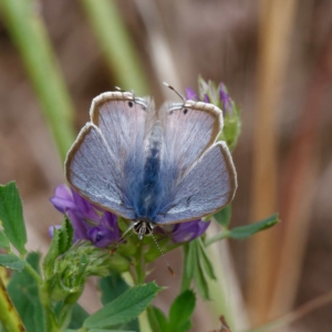 Lampides boeticus at Molonglo Valley, ACT - 26 Mar 2023