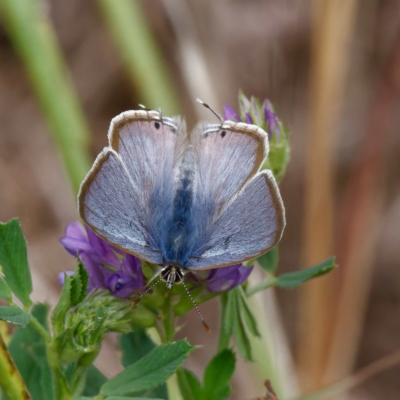 Lampides boeticus (Long-tailed Pea-blue) at National Arboretum Forests - 26 Mar 2023 by DPRees125