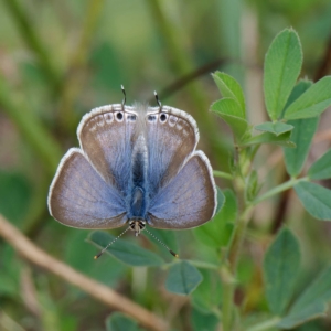 Lampides boeticus at Molonglo Valley, ACT - 26 Mar 2023