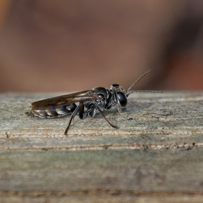Crabroninae (subfamily) (Unidentified solitary wasp) at Weston, ACT - 26 Mar 2023 by Kenp12