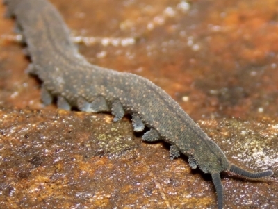 Euperipatoides rowelli (Tallanganda Velvet Worm) at Jingera, NSW - 27 Mar 2023 by aussiestuff