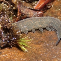 Euperipatoides rowelli at Jingera, NSW - 27 Mar 2023 11:38 AM