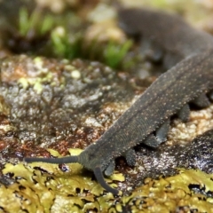 Euperipatoides rowelli at Jingera, NSW - 27 Mar 2023 11:38 AM