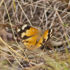 Heteronympha merope (Common Brown Butterfly) at Higgins, ACT - 26 Mar 2023 by Trevor