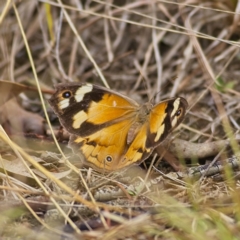 Heteronympha merope (Common Brown Butterfly) at Higgins Woodland - 26 Mar 2023 by Trevor