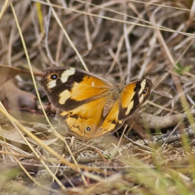 Heteronympha merope (Common Brown Butterfly) at Higgins, ACT - 26 Mar 2023 by Trevor