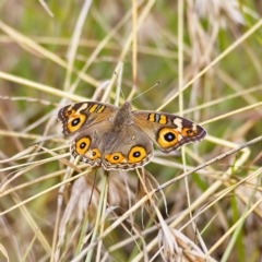 Junonia villida (Meadow Argus) at Higgins, ACT - 26 Mar 2023 by Trevor