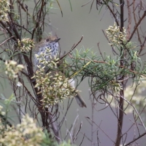 Acanthiza pusilla at Greenway, ACT - 27 Mar 2023