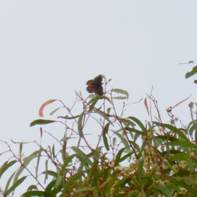 Delias harpalyce (Imperial Jezebel) at Pine Island to Point Hut - 27 Mar 2023 by RodDeb