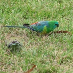 Psephotus haematonotus (Red-rumped Parrot) at Macarthur, ACT - 27 Mar 2023 by RodDeb