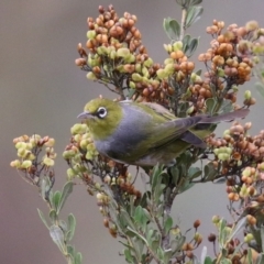 Zosterops lateralis (Silvereye) at Pine Island to Point Hut - 27 Mar 2023 by RodDeb