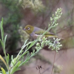 Zosterops lateralis at Greenway, ACT - 27 Mar 2023 11:32 AM