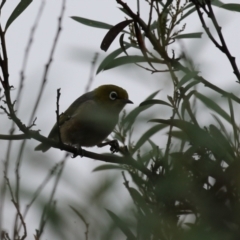 Zosterops lateralis at Greenway, ACT - 27 Mar 2023 11:32 AM