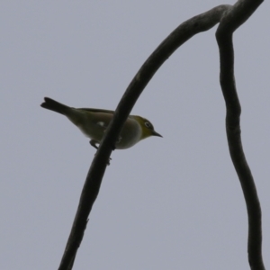 Zosterops lateralis at Greenway, ACT - 27 Mar 2023 11:32 AM