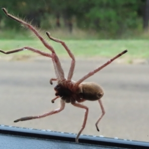 Delena cancerides at Chisholm, ACT - 27 Mar 2023