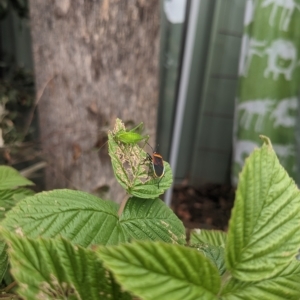 Caedicia simplex at Hackett, ACT - 27 Mar 2023 11:11 AM