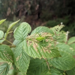 Caedicia simplex at Hackett, ACT - 27 Mar 2023