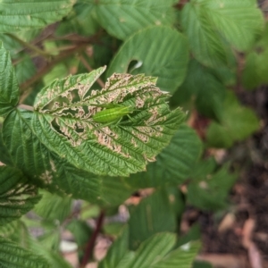 Caedicia simplex at Hackett, ACT - 27 Mar 2023