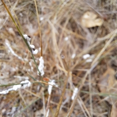 Symonicoccus australis at Watson, ACT - 27 Mar 2023 12:06 PM