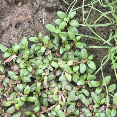 Elatine gratioloides (Waterwort) at Weetangera, ACT - 27 Mar 2023 by JaneR