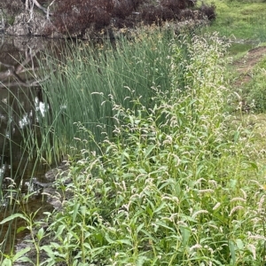 Persicaria lapathifolia at Weetangera, ACT - 27 Mar 2023