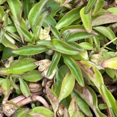 Ludwigia palustris (Marsh Purslane) at The Pinnacle - 27 Mar 2023 by JaneR