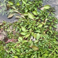 Ludwigia palustris at Weetangera, ACT - 27 Mar 2023