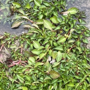 Ludwigia palustris at Weetangera, ACT - 27 Mar 2023