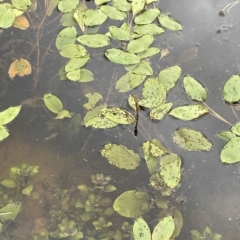 Potamogeton sulcatus (Pondweed) at Weetangera, ACT - 27 Mar 2023 by JaneR