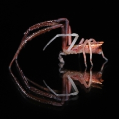 Sidymella sp. (genus) (A crab spider) at Wellington Point, QLD - 26 Mar 2023 by TimL