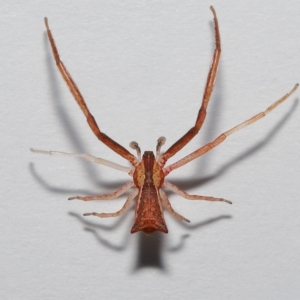 Sidymella sp. (genus) at Wellington Point, QLD - 26 Mar 2023