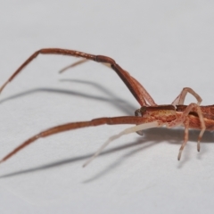 Sidymella sp. (genus) at Wellington Point, QLD - 26 Mar 2023