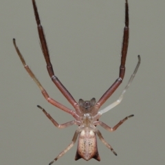 Sidymella sp. (genus) at Wellington Point, QLD - 26 Mar 2023
