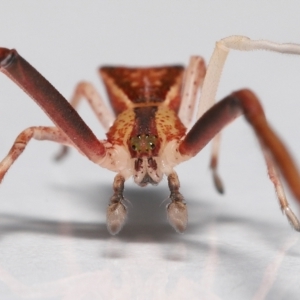 Sidymella sp. (genus) at Wellington Point, QLD - 26 Mar 2023