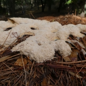 Fuligo septica at Urila, NSW - 26 Mar 2023