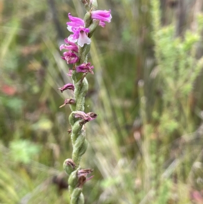 Spiranthes australis (Austral Ladies Tresses) at Gibraltar Pines - 26 Mar 2023 by JaneR