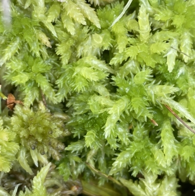 Sphagnum sp. (genus) (Sphagnum moss) at Paddys River, ACT - 26 Mar 2023 by JaneR