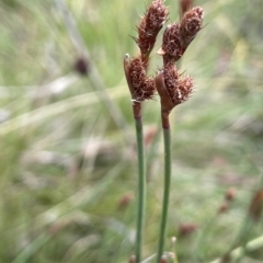 Baloskion australe (Mountain Cordrush) at Tennent, ACT - 26 Mar 2023 by JaneR