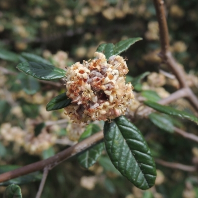 Pomaderris betulina subsp. betulina (Birch Pomaderris) at Bruce Ridge to Gossan Hill - 30 Oct 2022 by michaelb