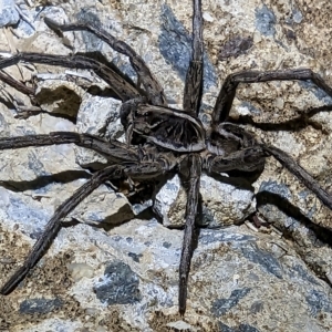 Tasmanicosa sp. (genus) at Watson, ACT - 24 Mar 2023