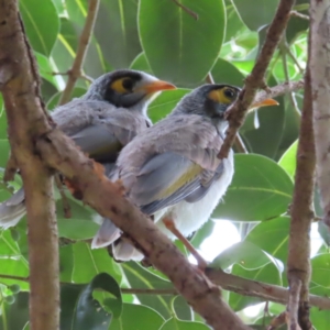 Manorina melanocephala at Brisbane City, QLD - 28 Mar 2023