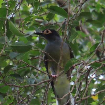 Sphecotheres vieilloti (Australasian Figbird) at Brisbane City, QLD - 28 Mar 2023 by MatthewFrawley