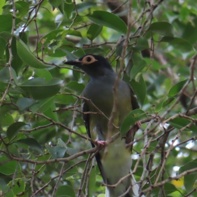 Sphecotheres vieilloti (Australasian Figbird) at Brisbane City Botanic Gardens - 27 Mar 2023 by MatthewFrawley