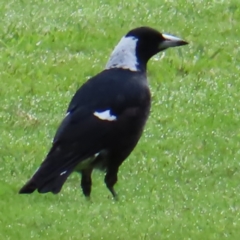 Gymnorhina tibicen (Australian Magpie) at Brisbane City Botanic Gardens - 27 Mar 2023 by MatthewFrawley