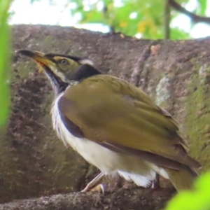 Entomyzon cyanotis at Brisbane City, QLD - 28 Mar 2023