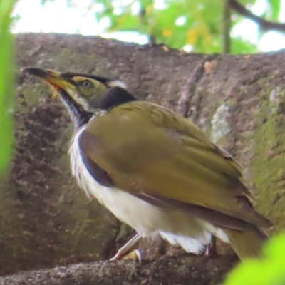 Entomyzon cyanotis (Blue-faced Honeyeater) at Brisbane City Botanic Gardens - 27 Mar 2023 by MatthewFrawley