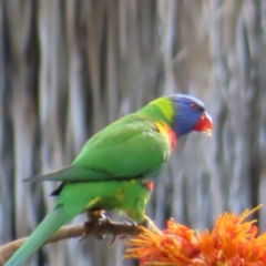 Trichoglossus moluccanus (Rainbow Lorikeet) at Brisbane City, QLD - 27 Mar 2023 by MatthewFrawley