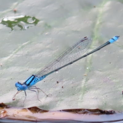 Pseudagrion microcephalum (Blue Riverdamsel) at Brisbane City, QLD - 28 Mar 2023 by MatthewFrawley